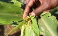FAO concerned as Fall Armyworm spreads to Asia